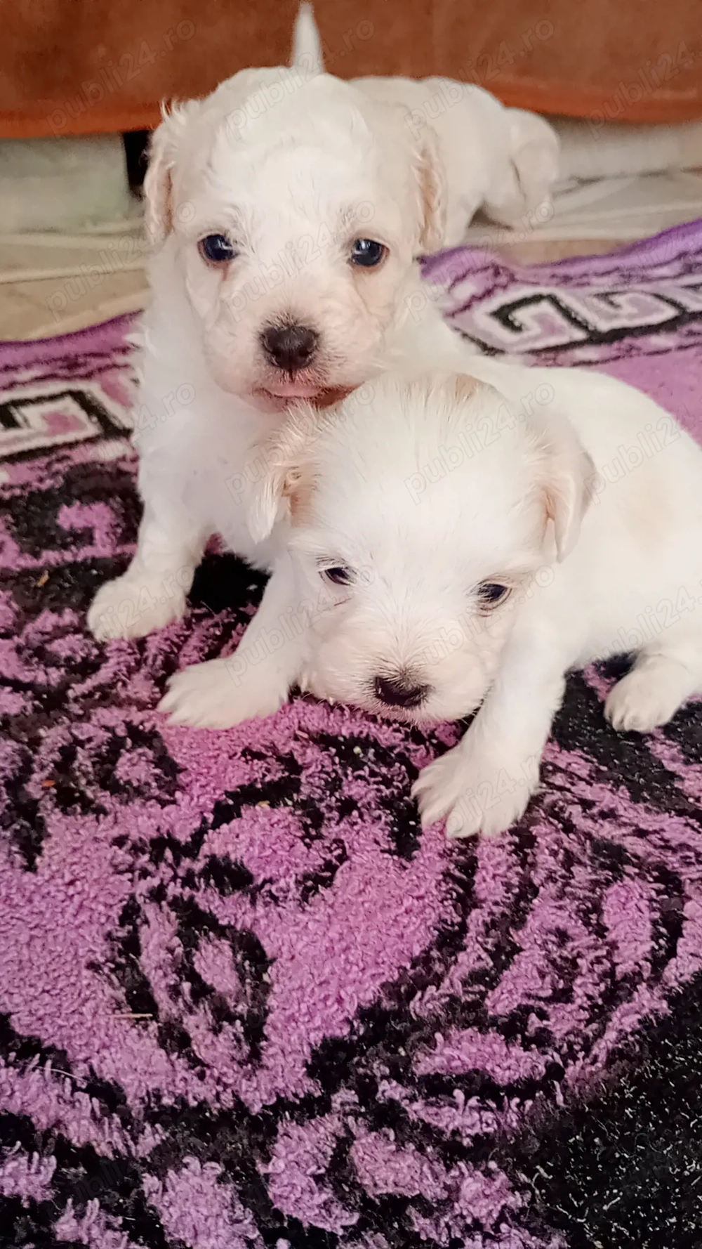 Bichon maltese puiuți minitoy 