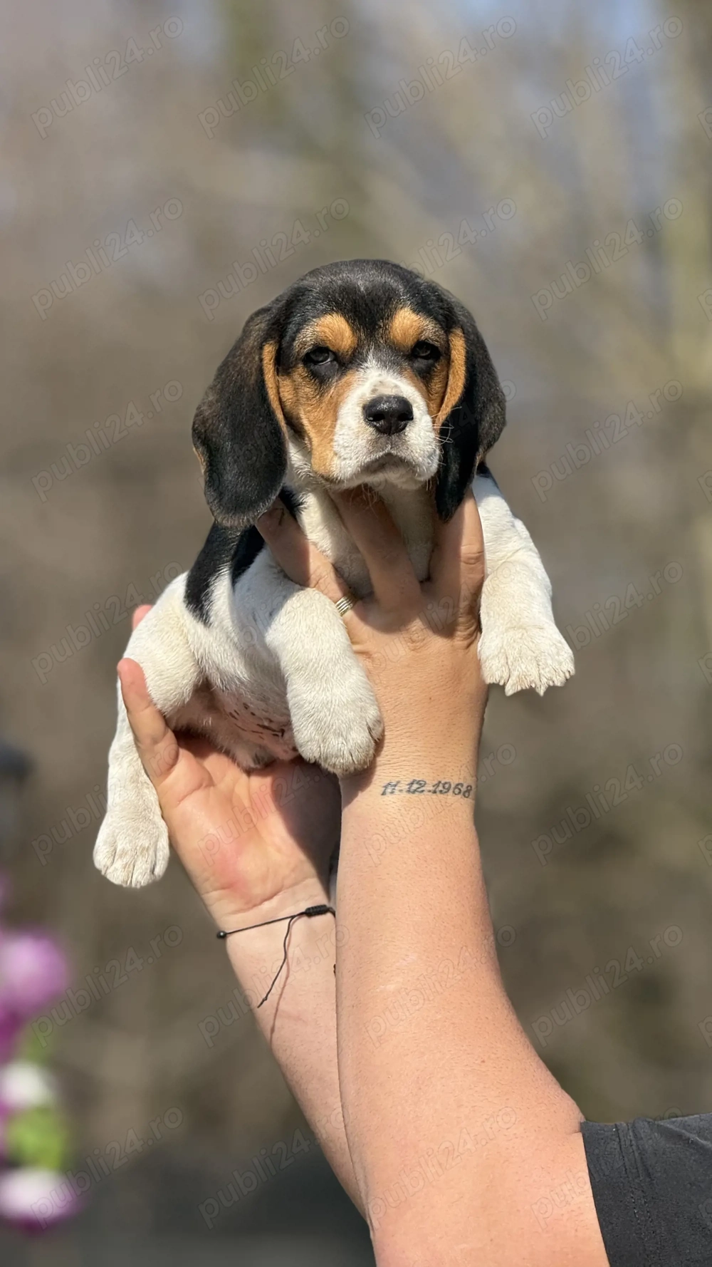 Beagle Tricolor Minunat