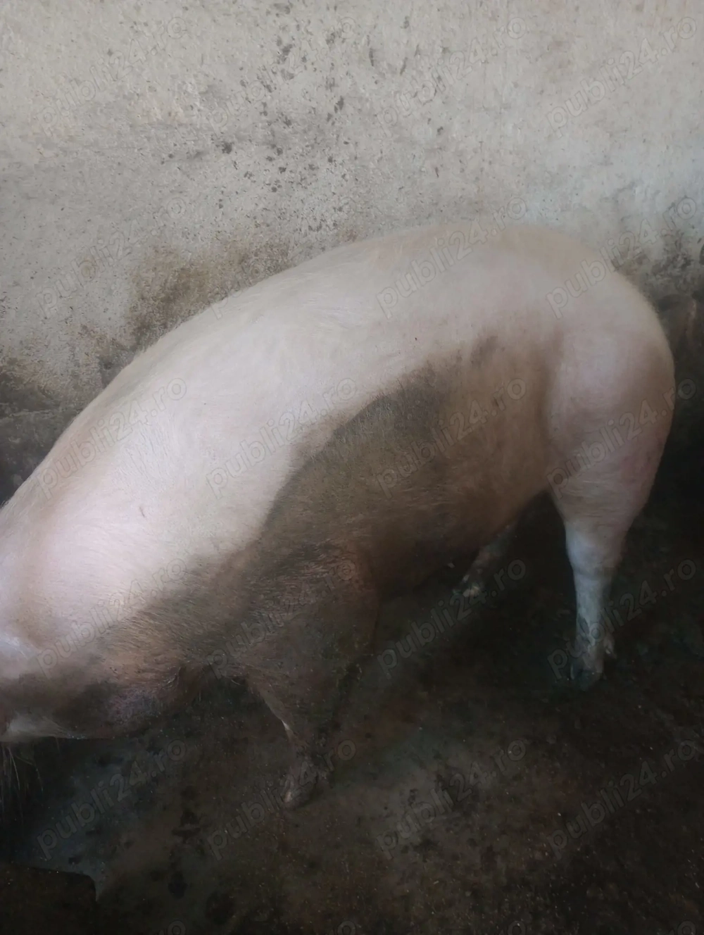 Porci pentru sacrificat