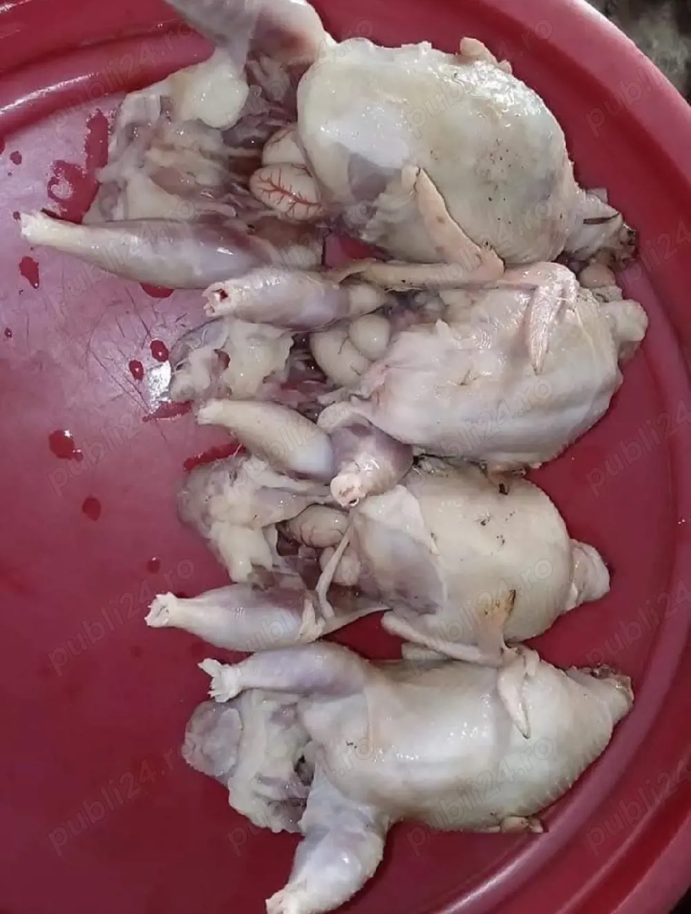 prepelite gigant xxl