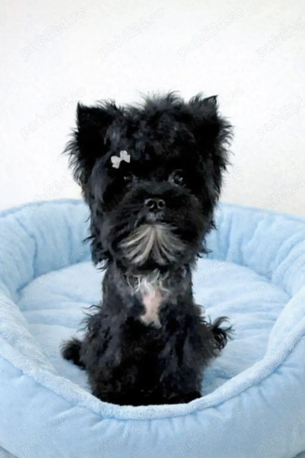 Yorkshire terrier   5 luni culoare negru 