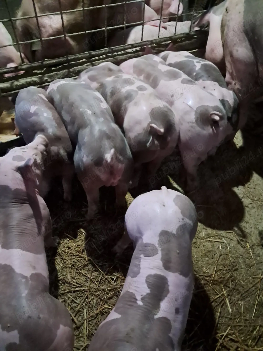 Purcei pietrain de vanzare