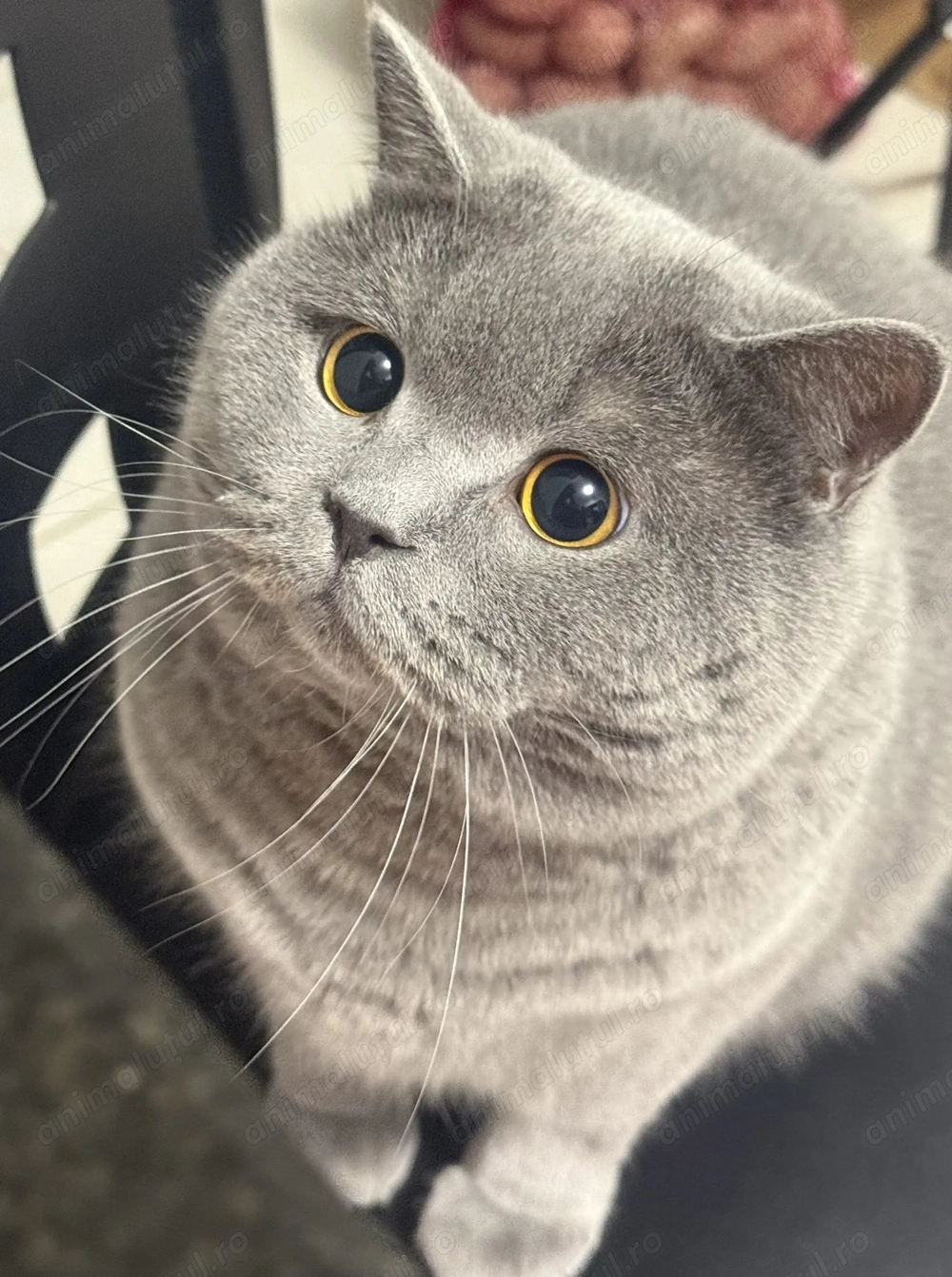Motan British Shorthair Blue