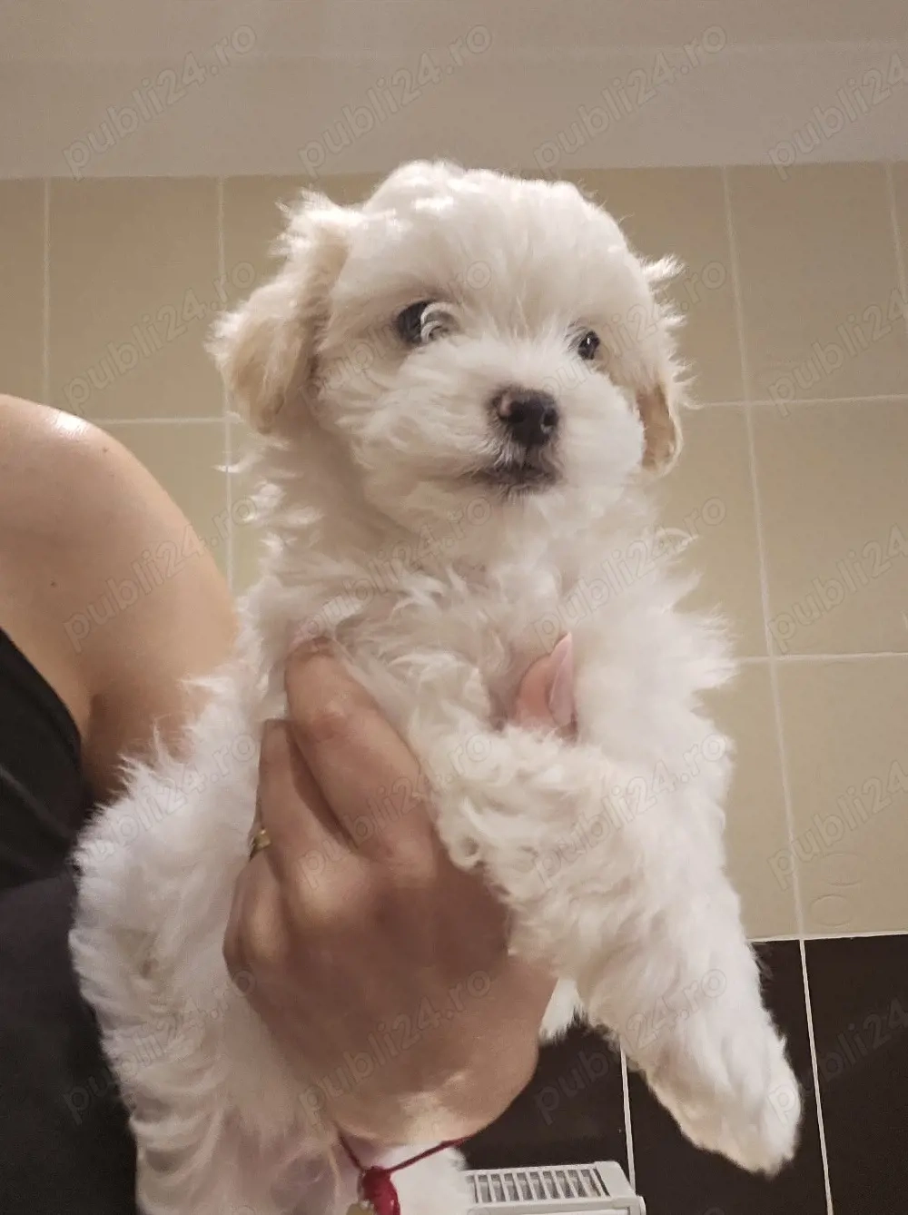 Bichon maltez 6 saptamani