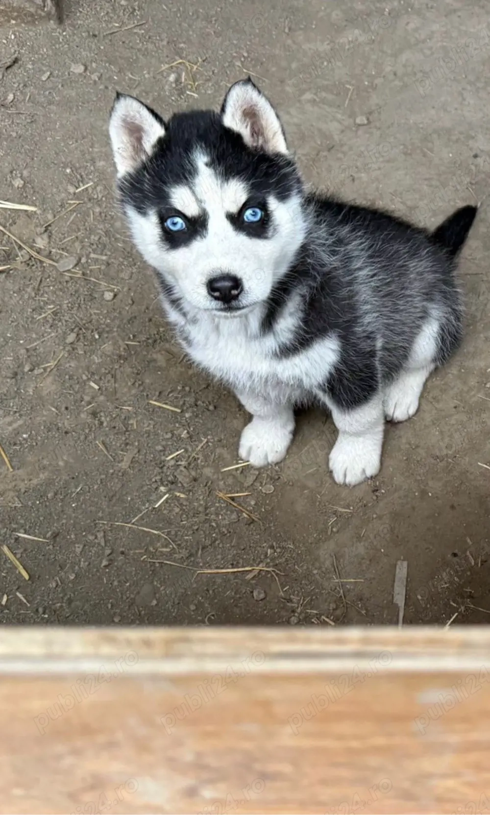husky siberian 