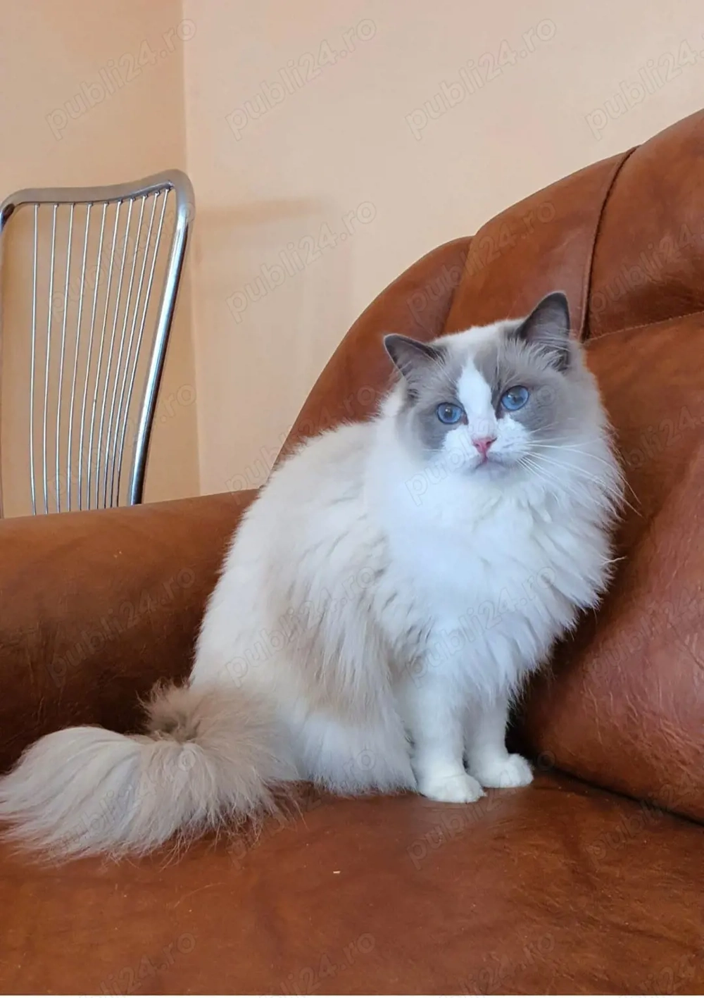 Pisica Ragdoll
