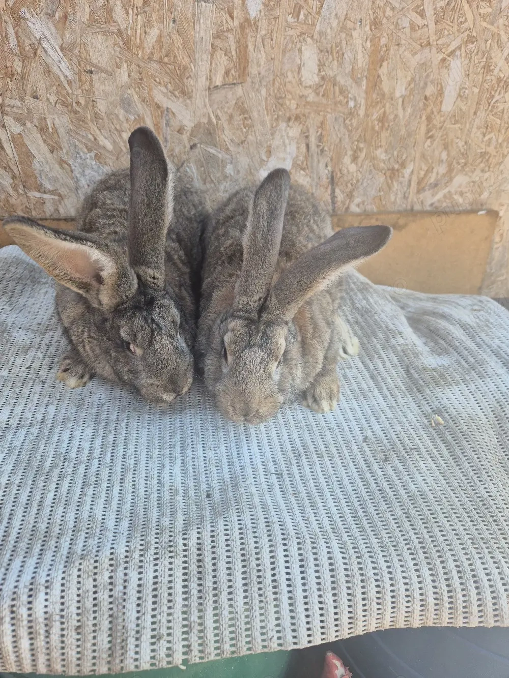 Disponibili 2 masculi