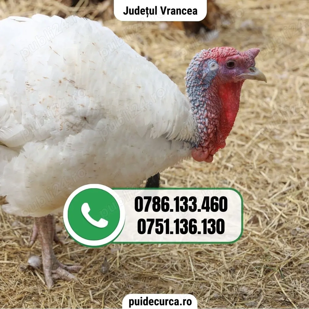 Pui curca 1, 5 - 2 kg (Vrancea si alte judete)