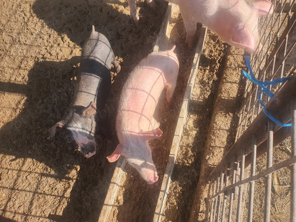 Purcei landras si duroc