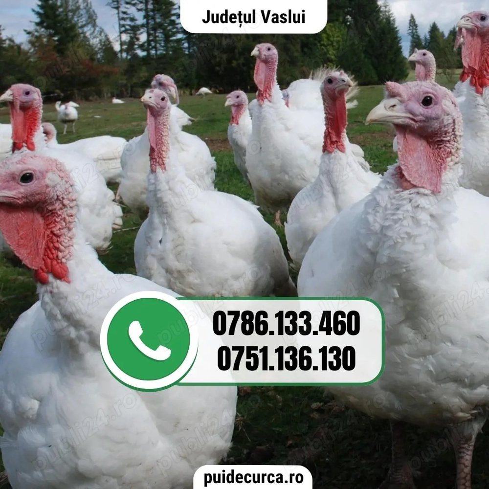 Pui curca 1, 5 - 2 kg (Vaslui si alte judete)