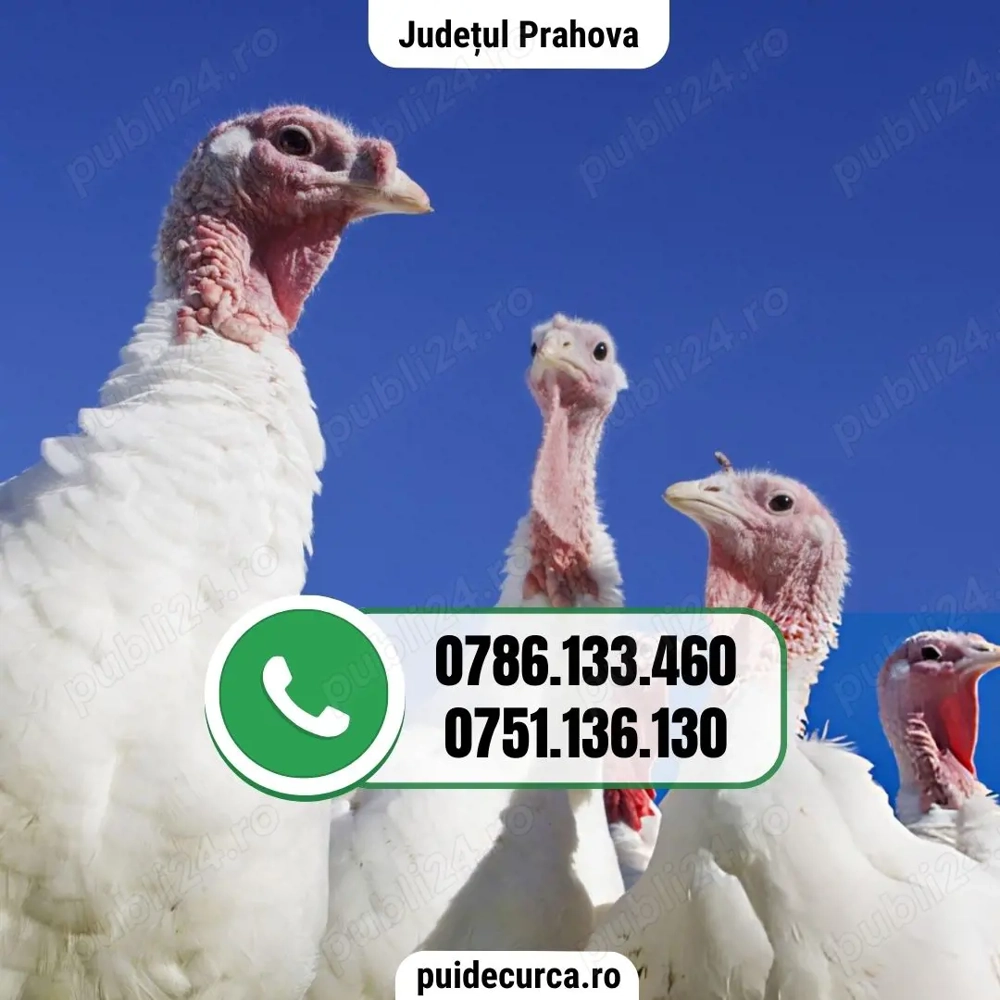 Pui curca 1, 5 - 2 kg (Prahova si alte judete)