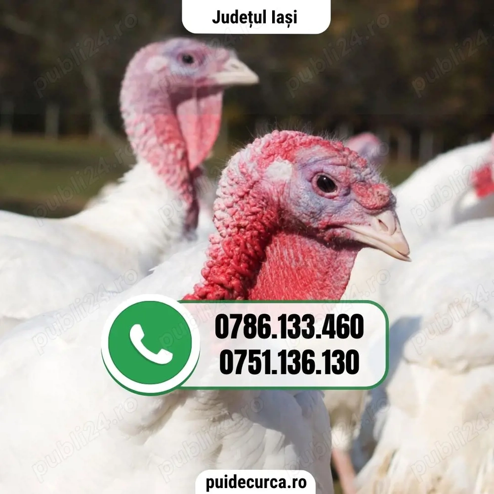 Pui curca 1, 5 - 2 kg (Iasi si alte judete)