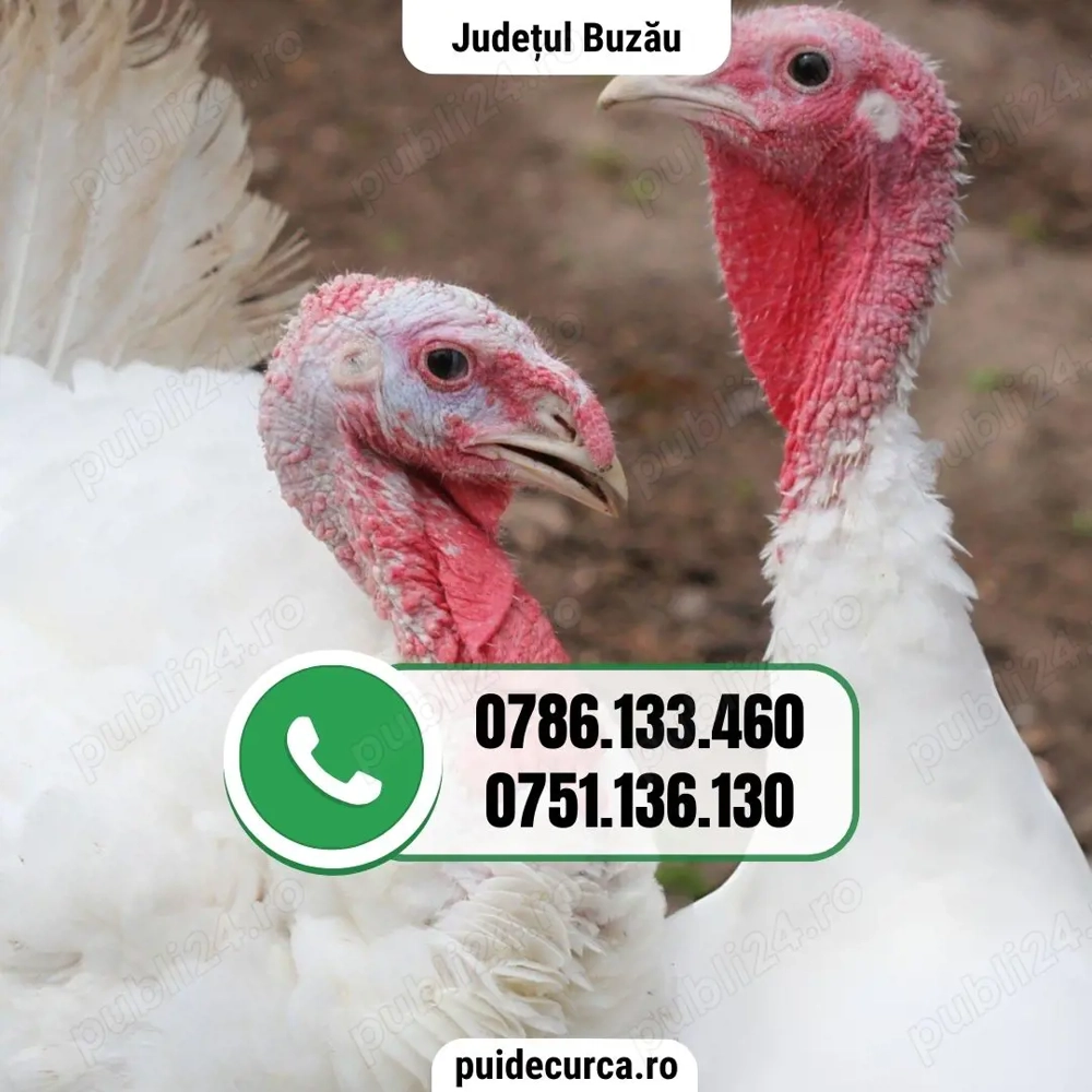 Pui curca 1, 5 - 2 kg (Buzau si alte judete)