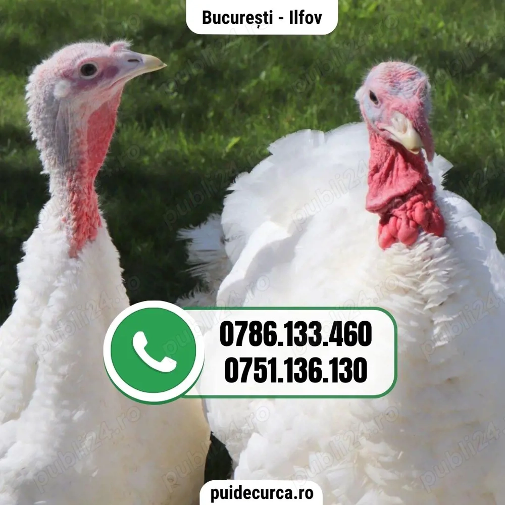 Pui curca 1, 5 - 2 kg (Bucuresti si alte judete)