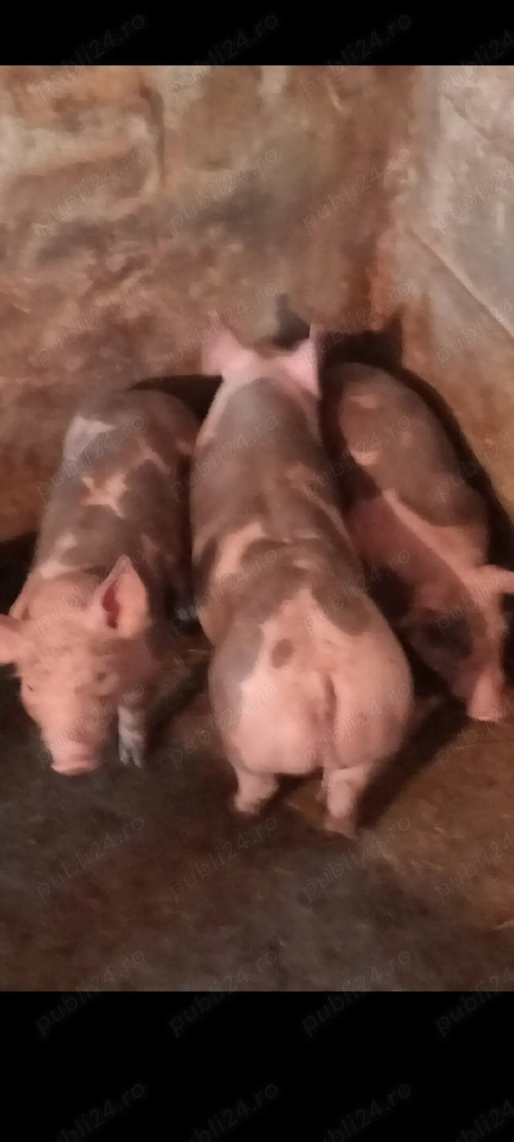 Scrofiță si Vieruț,Pietrain Belgian 