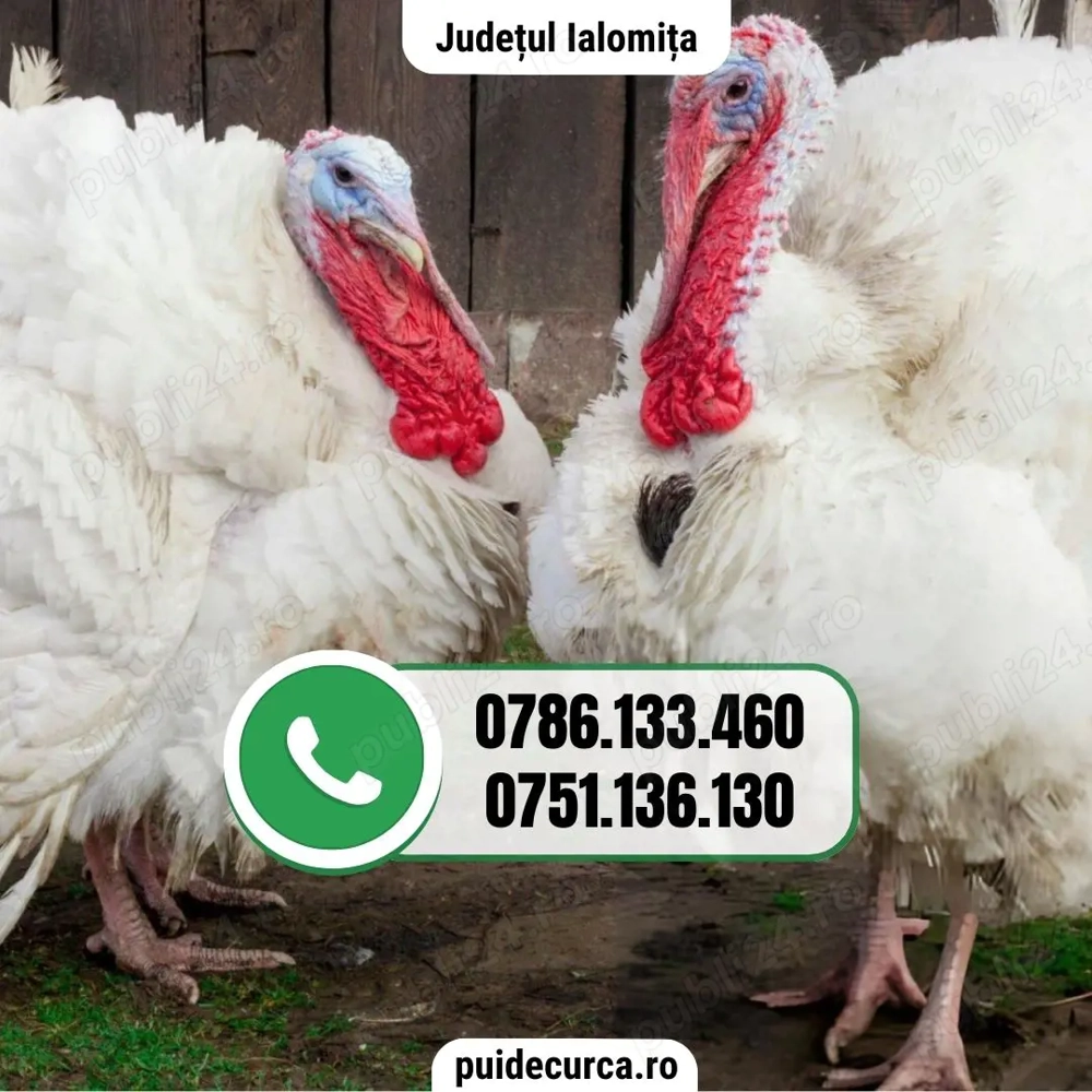 Pui curca 1, 5 - 2 kg (Ialomita si alte judete)