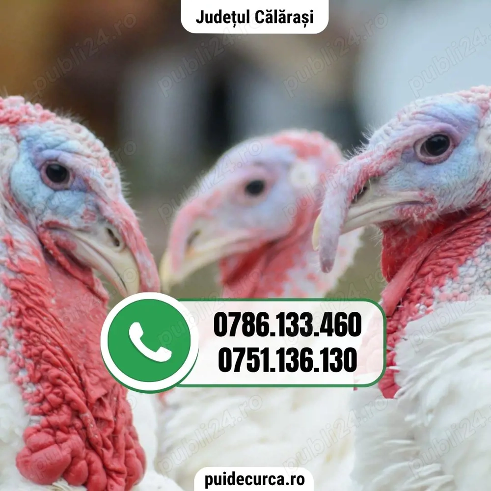 Pui curca 1, 5 - 2 kg (Calarasi si alte judete)