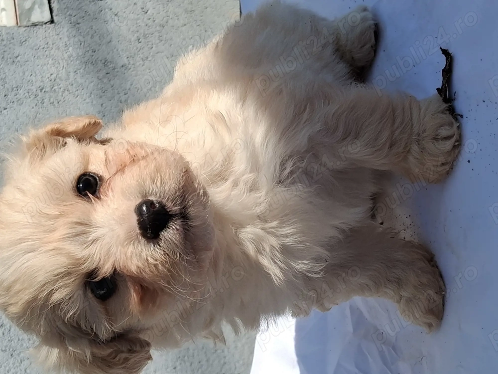 Catelusa 40zile bison