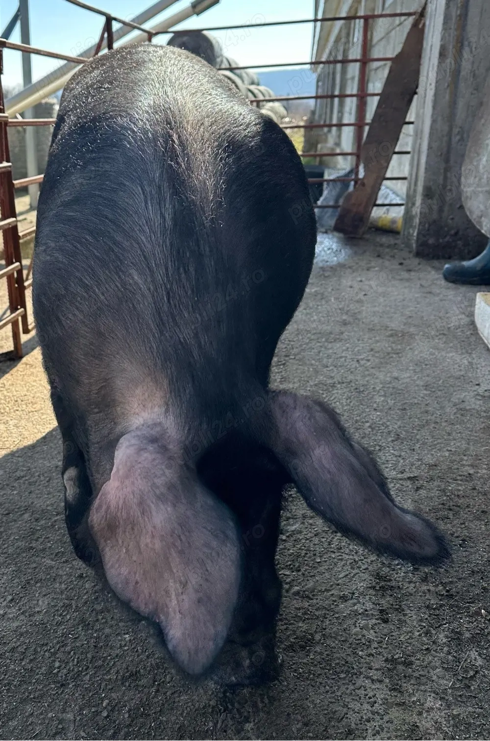 Scrofite pentru reproductie rasa Iberic