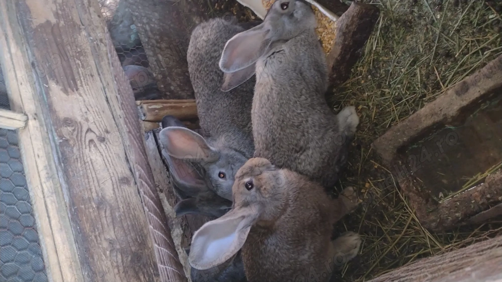 Iepuri Șoldani 14 săptămâni 