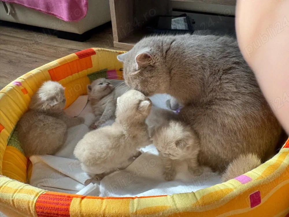 Puisori british shorthair lilac