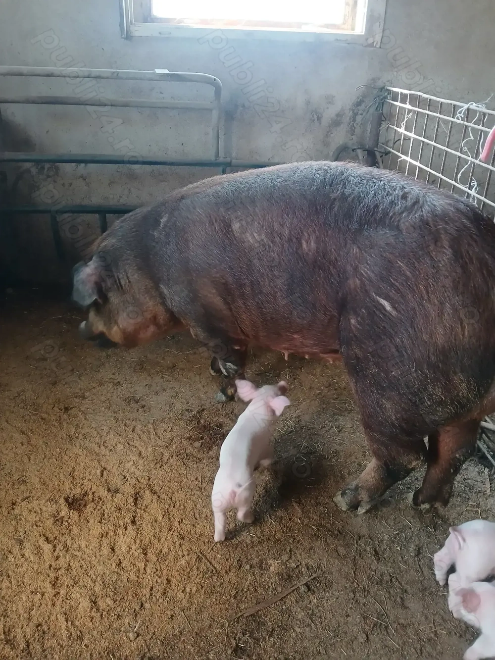 Vind scroafă duroc pur cu purcei .