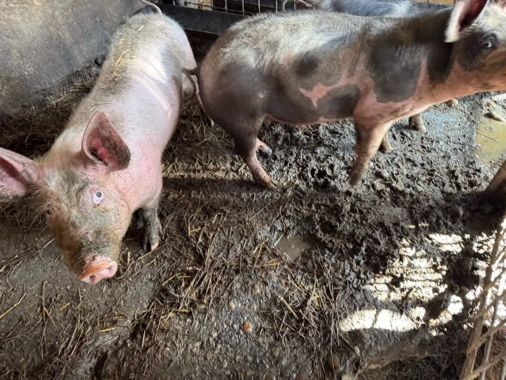Porci de rasa  ( 5 luni jumatate )