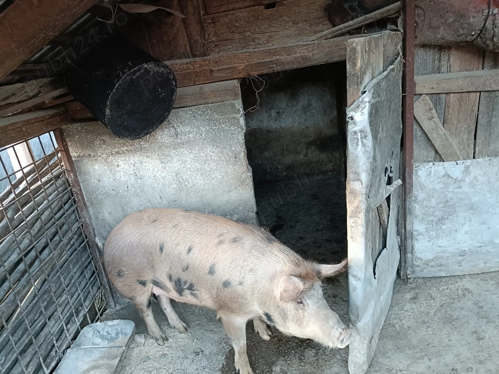  Caută un nou stăpân 