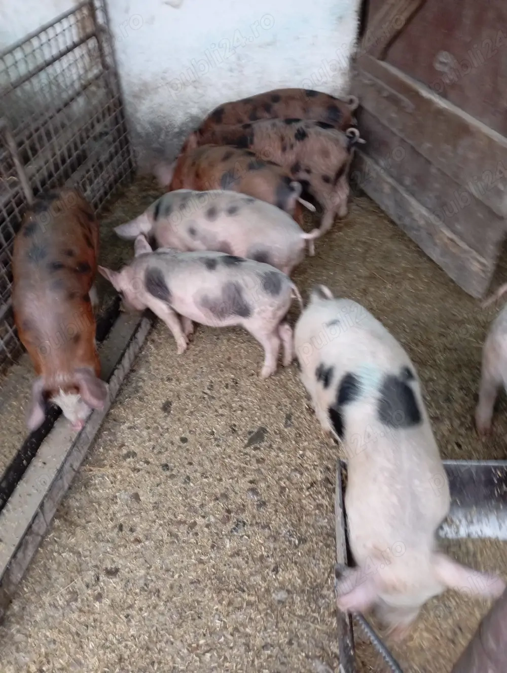 Purcei bine ingrijiti