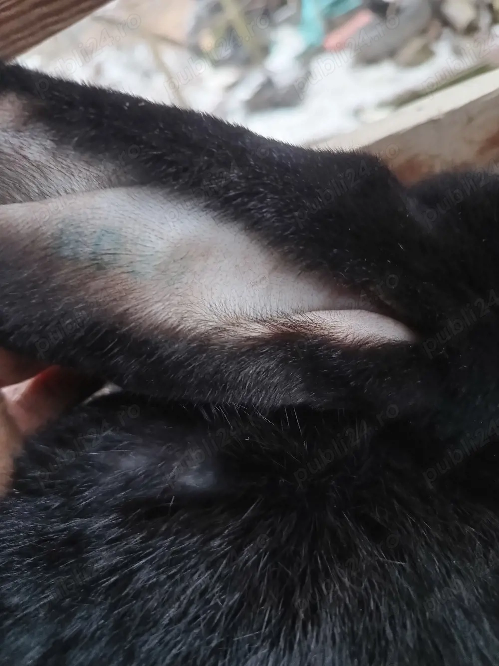 Vand iepuri pestriț german 