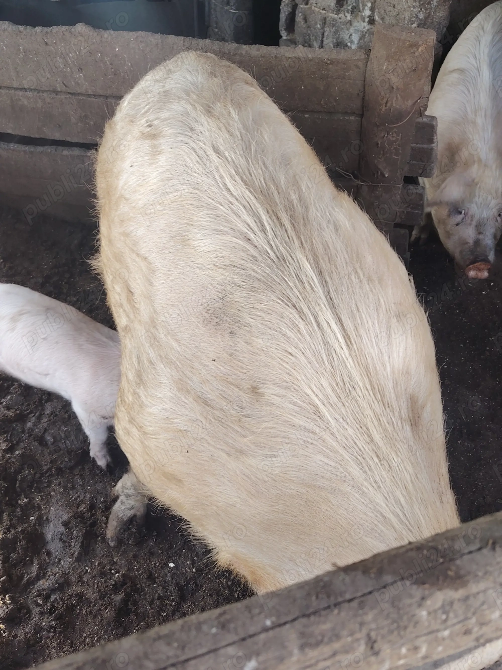 Vand scroafe bune pentru reproducție