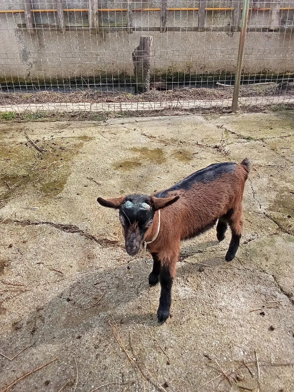 vand tapisor alpin francez