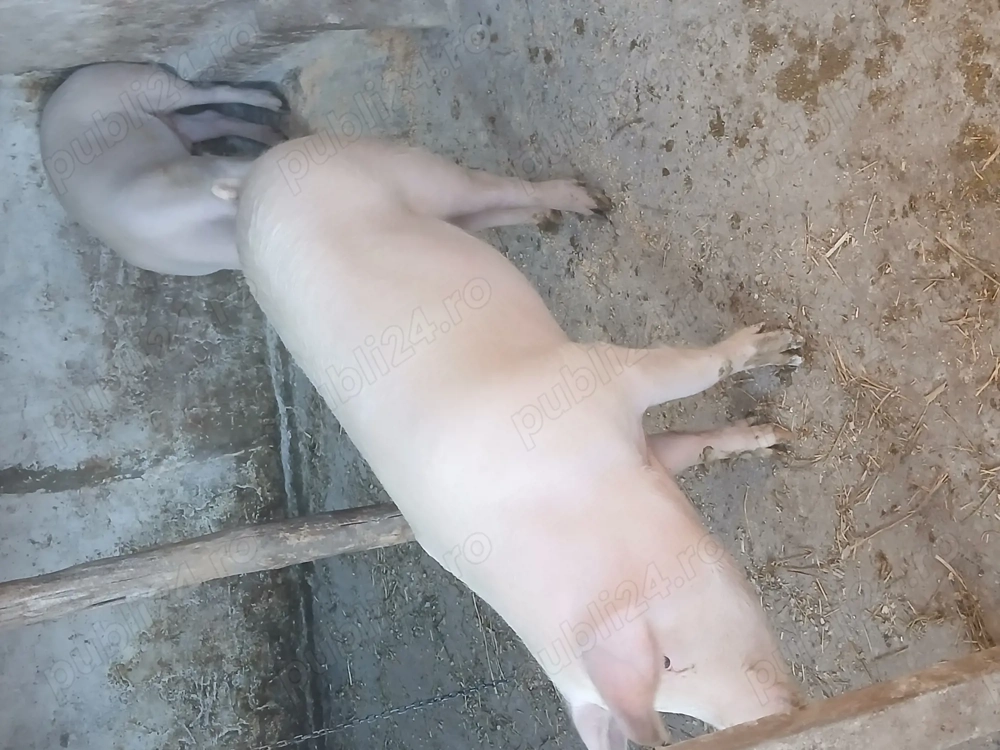 Vand 2 porci rasă de carne 