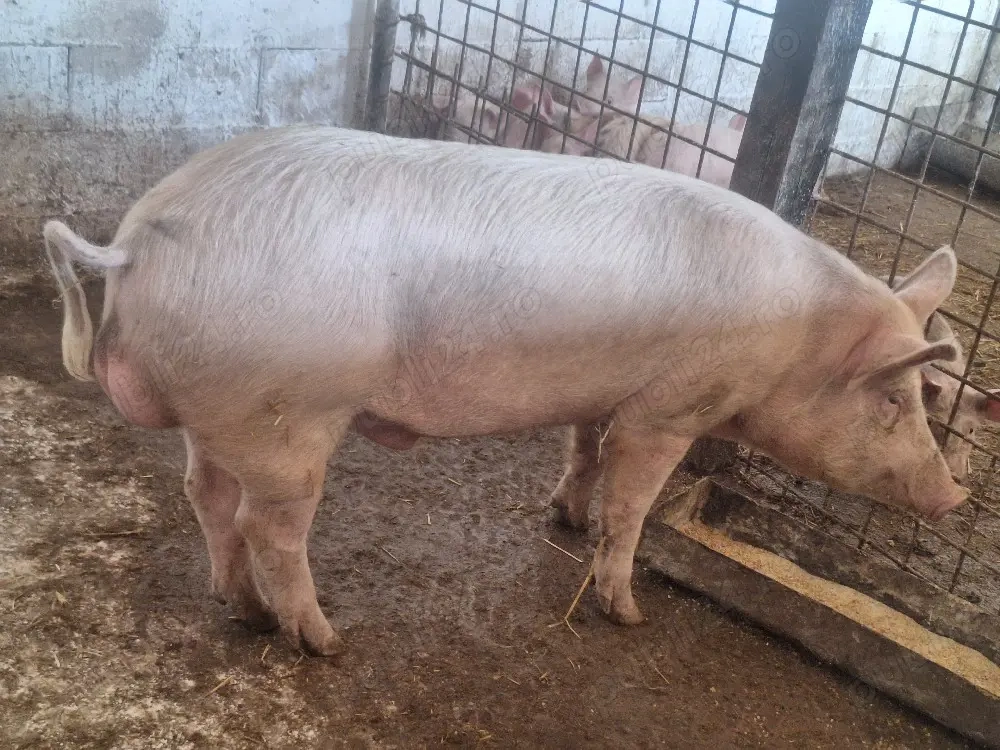 de vanzare vier de 11 luni rasa carne