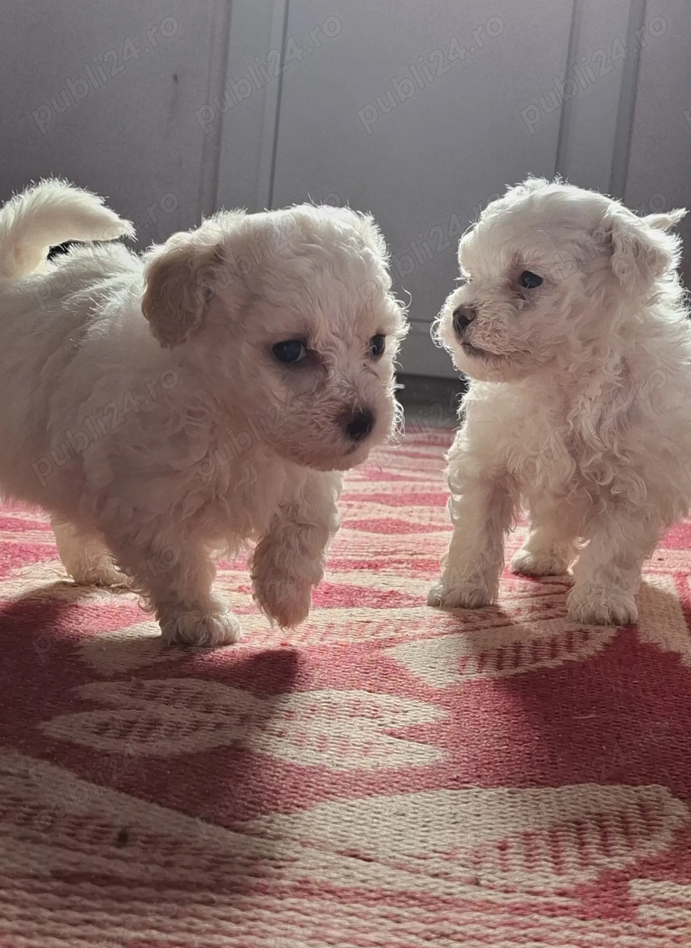Bichon matlez   adorabili, alb cu urechi ușor crem   rezervă acum!