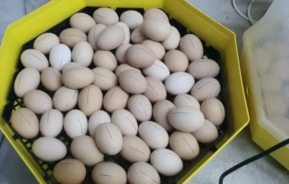 ouă de rasă australop pentru incubat Suceava