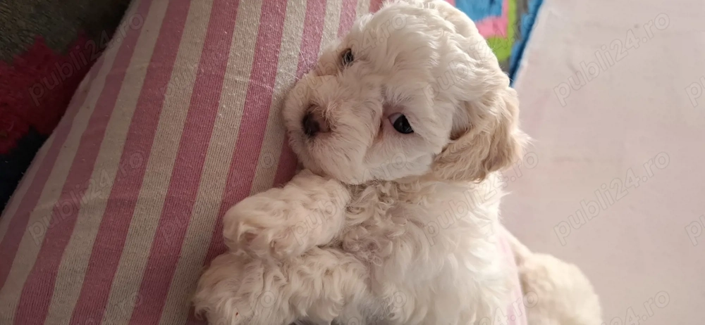  Pui Bichon matlez 2 fetițe si 2 băieței Disponibili o lună si o săptămână  au