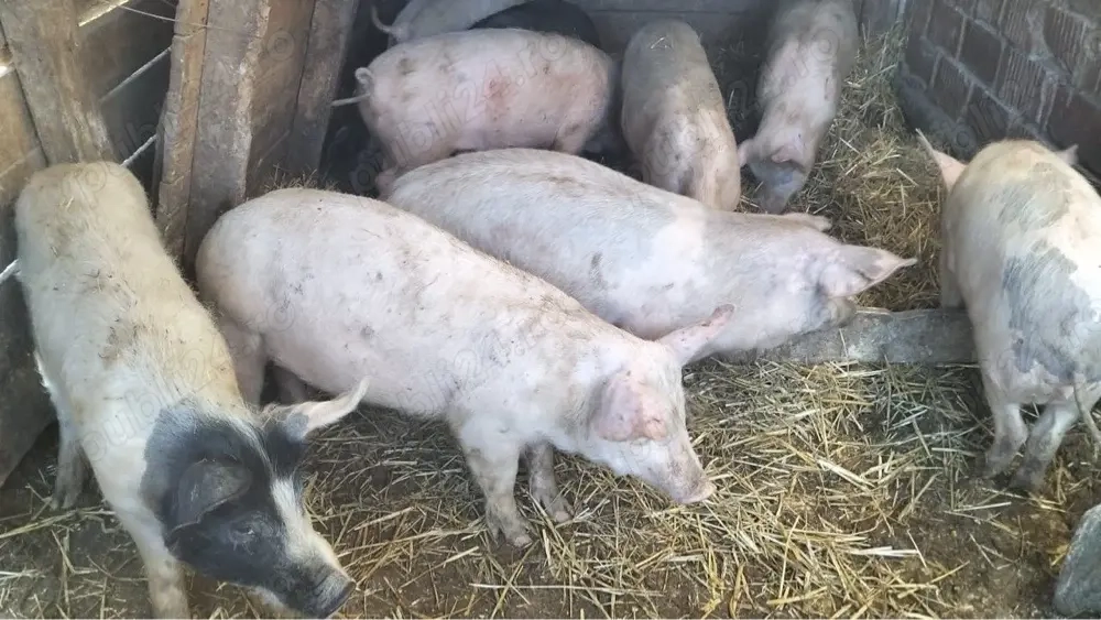 Grăsuni 50 - 100 kg preț de la 800 lei 