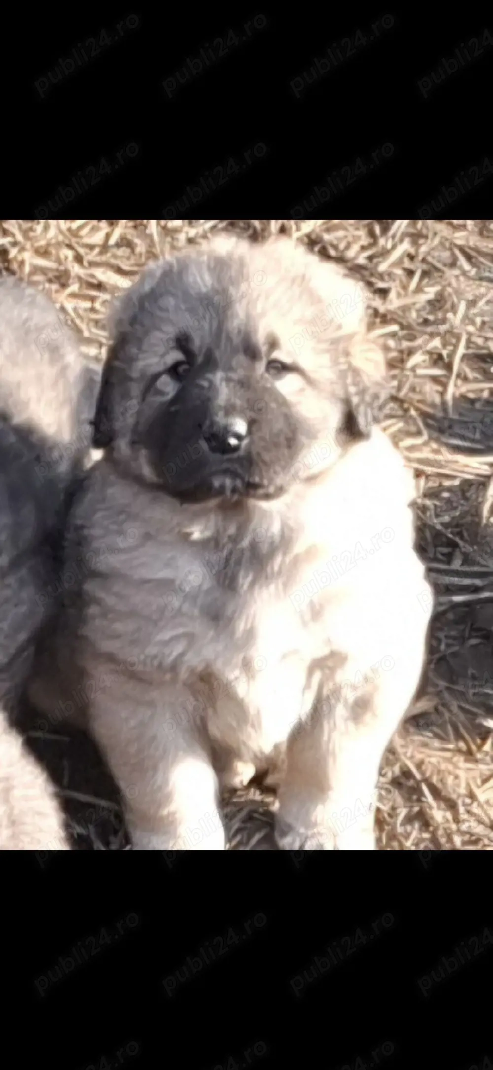 ciobanesc corb cu carpatin 