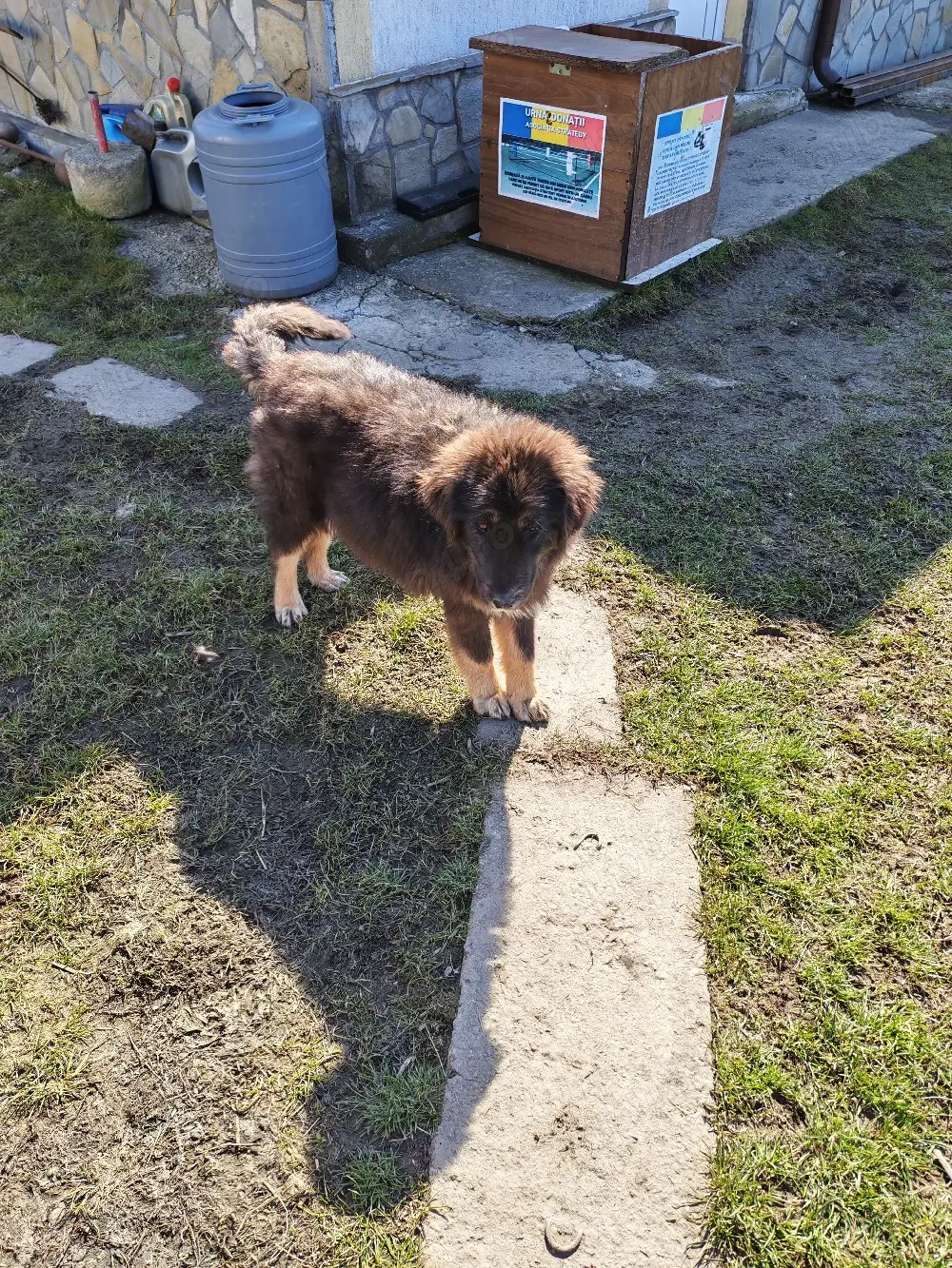 Femelă ciobănesc pui Tibetan 