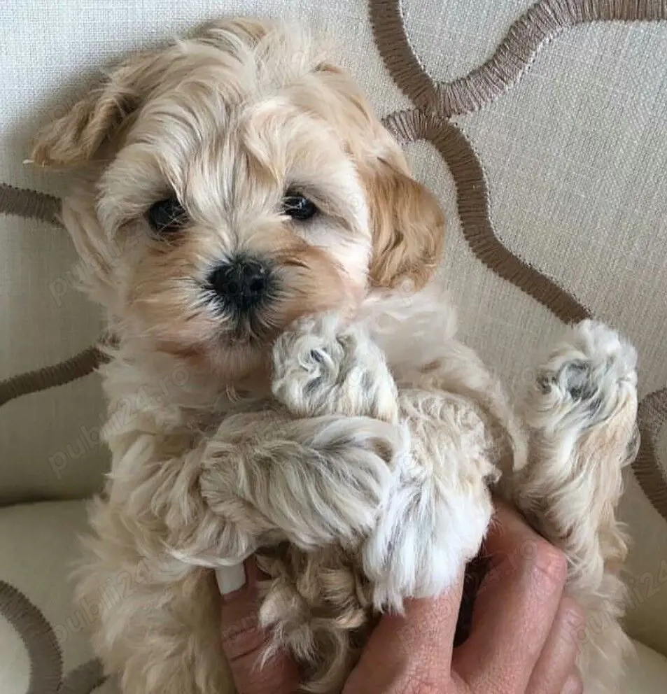 Pui Maltipoo Toy Poodel mini