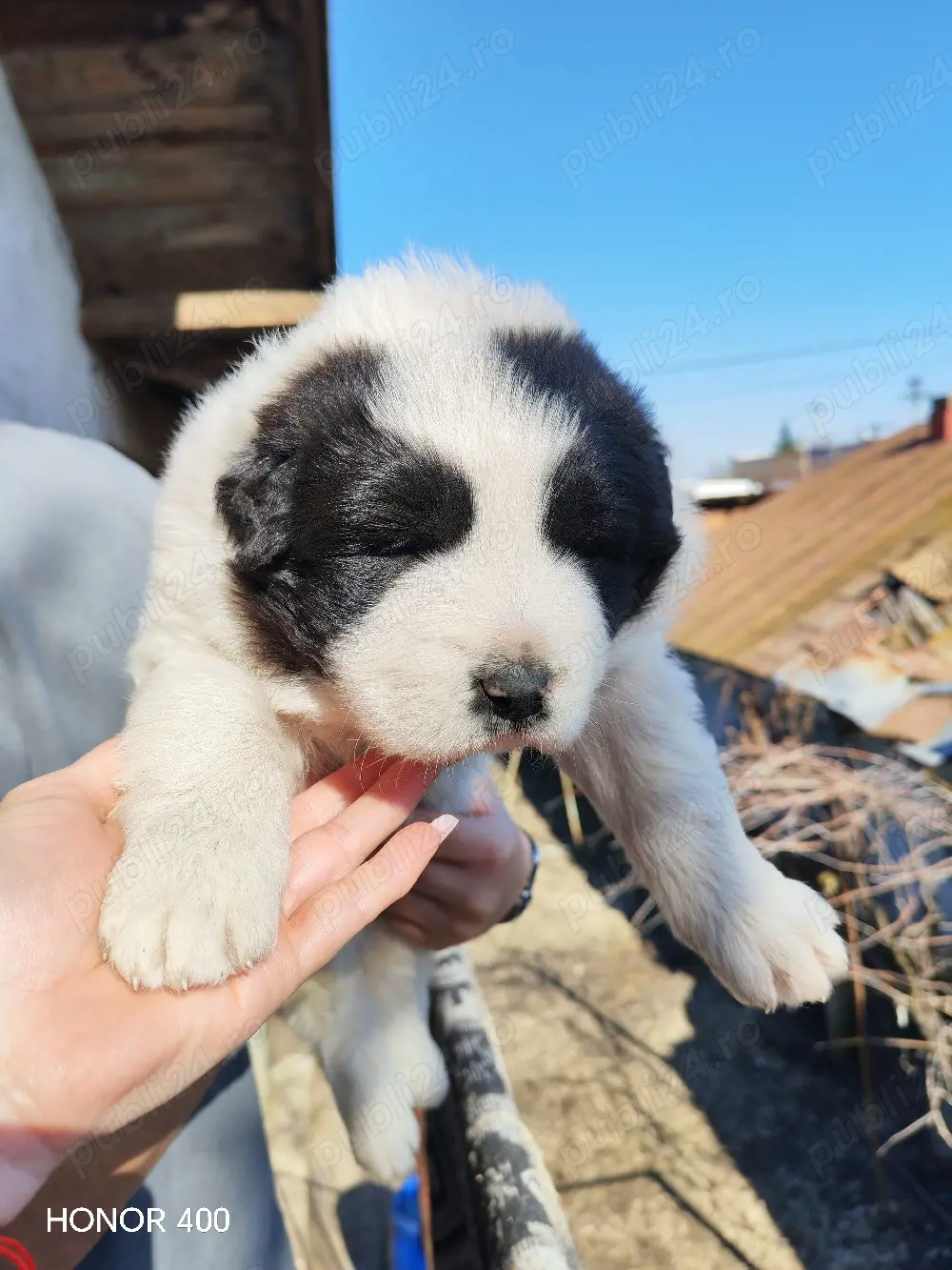 Vand pui Ciobanesc Bucovina