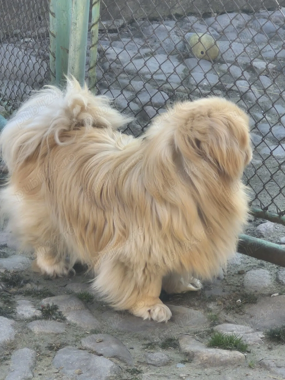 Pechinez cauta partenera