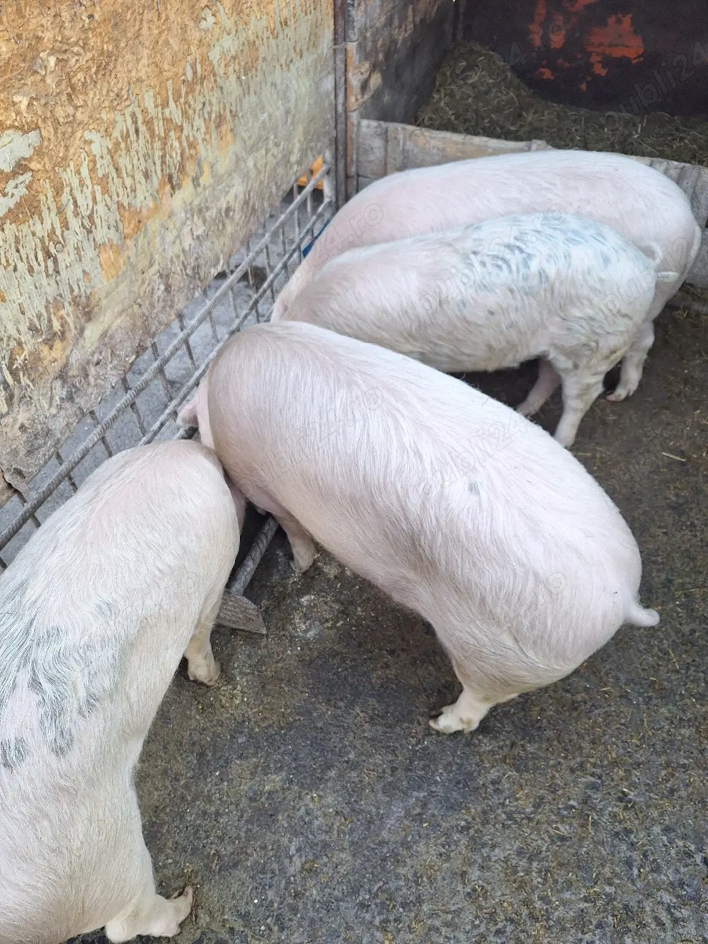 Șoldani de vînzare