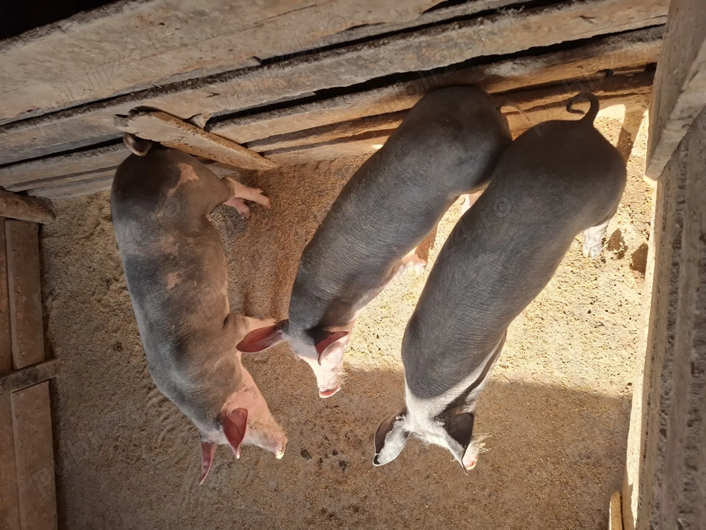 Vând șoldani castrați și deparazitați 