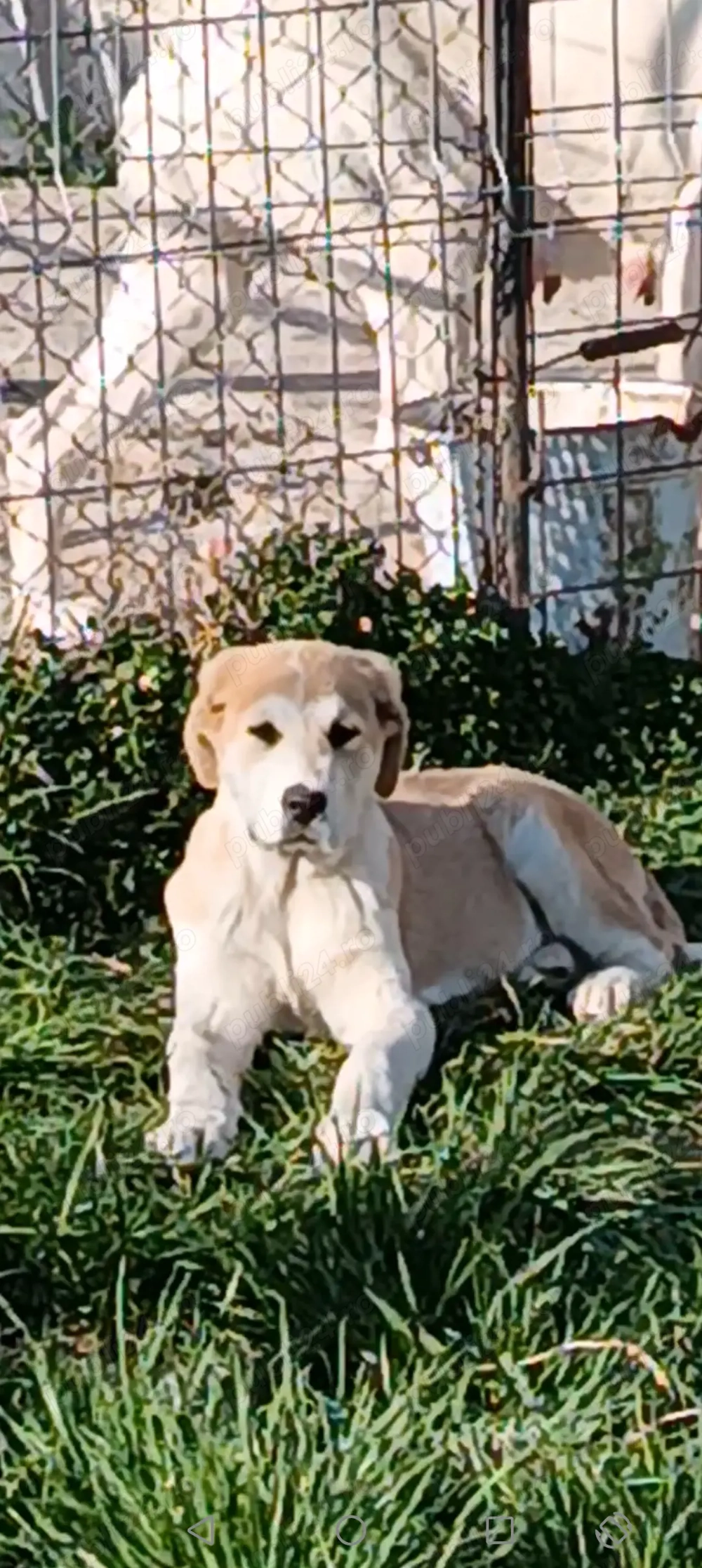 Ciobanesc asia centrala 