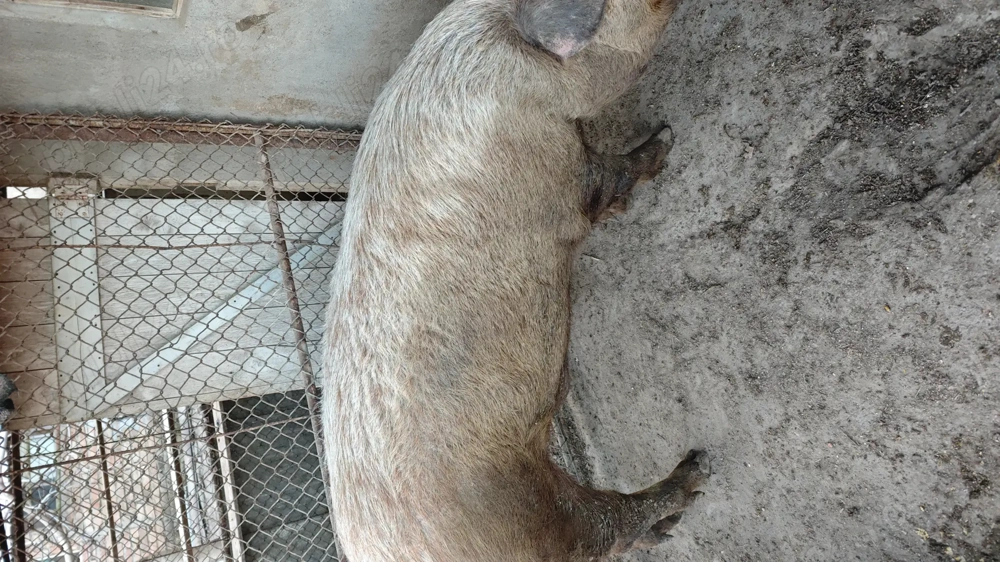 Vând porc de carne Duroc