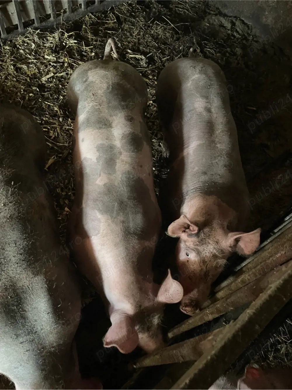 scroafe pt reproducere 