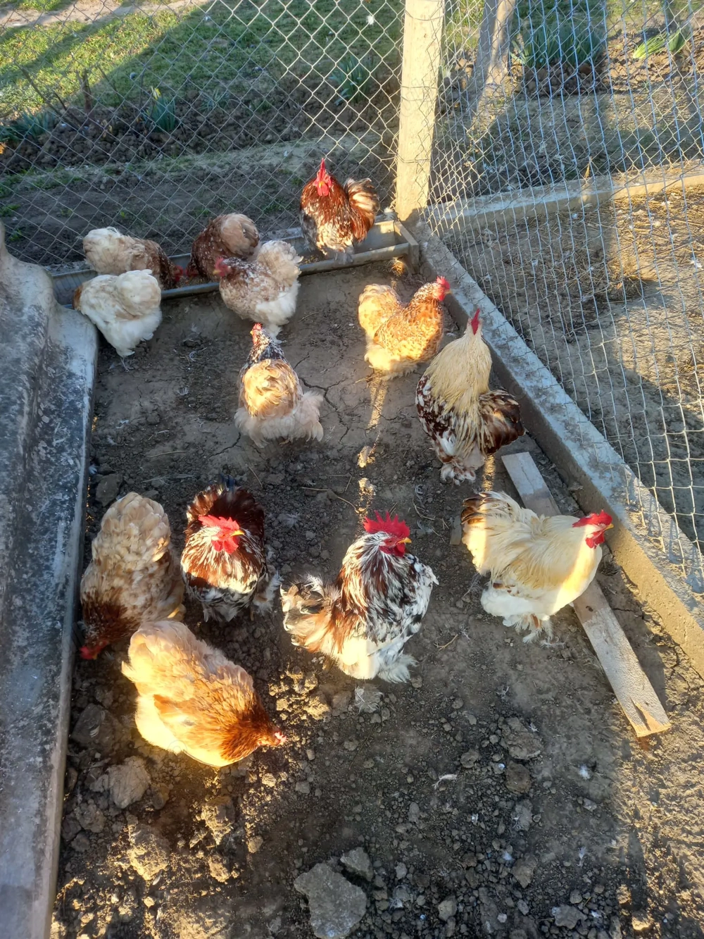 Cocosi Cochinchina pitic