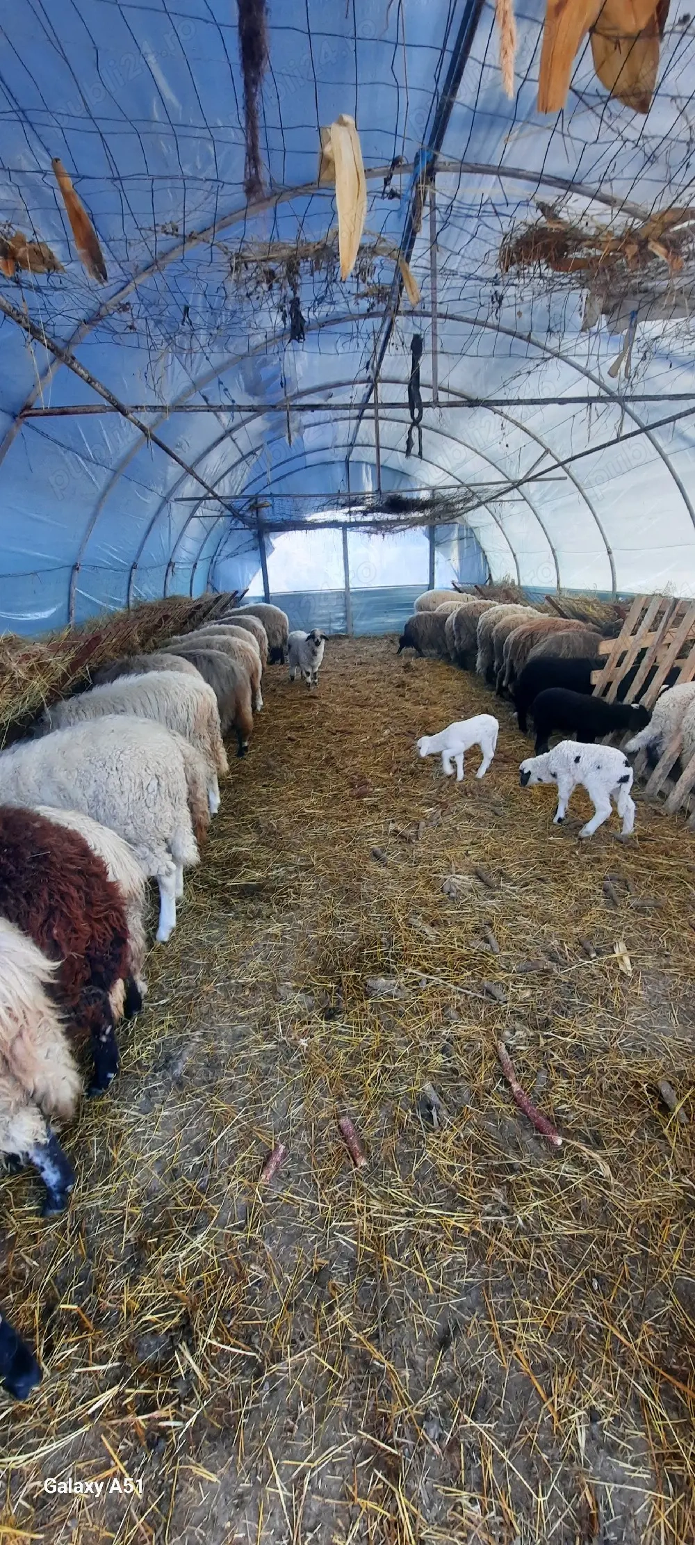 Berbecuți și oi cu mieluțe